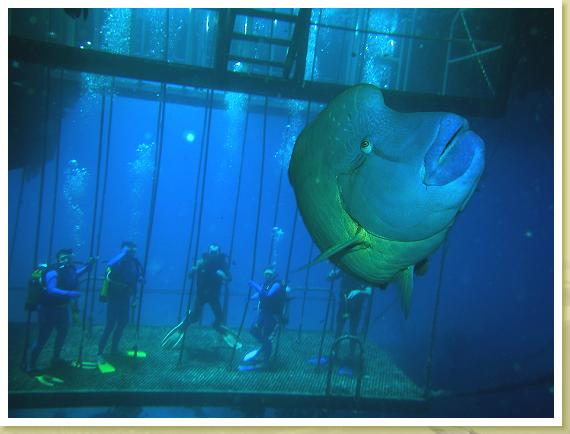 224-Introductory Scuba Dive